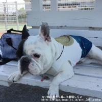 フレンチブルドック