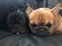 フレンチブルドック