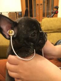 フレンチブルドック