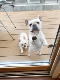 フレンチブルドック