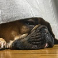 フレンチブルドック