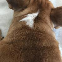 フレンチブルドック