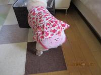 フレンチブルドック