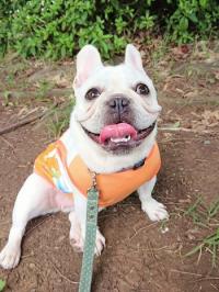 フレンチブルドック