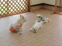 フレンチブルドック