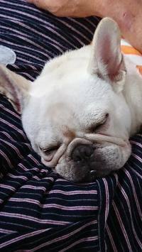 フレンチブルドック