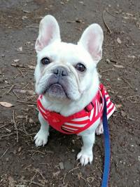 フレンチブルドック