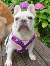 フレンチブルドック