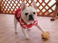 フレンチブルドック