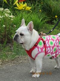 フレンチブルドック