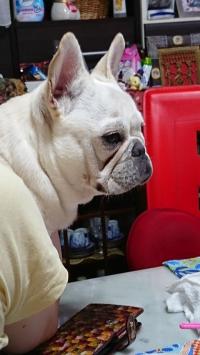 フレンチブルドック