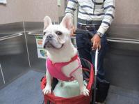 フレンチブルドック