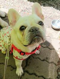 フレンチブルドック