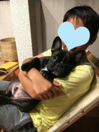 フレンチブルドック