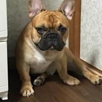 フレンチブルドック
