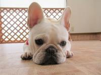 フレンチブルドック