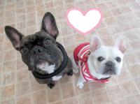 フレンチブルドック