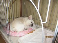 フレンチブルドック