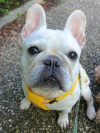 フレンチブルドック