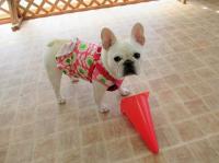 フレンチブルドック