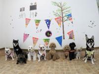 フレンチブルドック