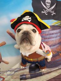 フレンチブルドック