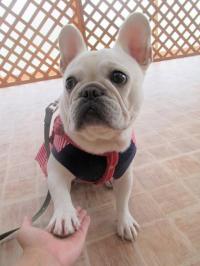 フレンチブルドック