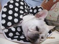 フレンチブルドック