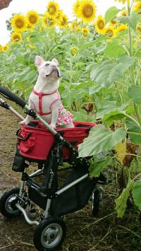 フレンチブルドック