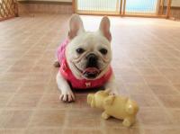 フレンチブルドック