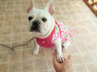 フレンチブルドック