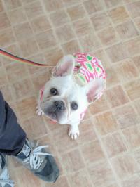 フレンチブルドック