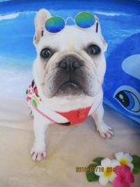 フレンチブルドック