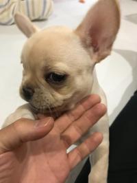 フレンチブルドック