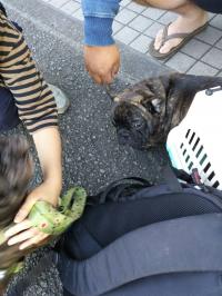 フレンチブルドック