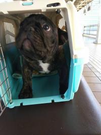 フレンチブルドック