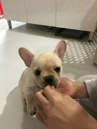 フレンチブルドック