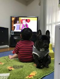 フレンチブルドック