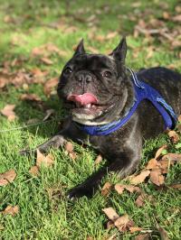 フレンチブルドック