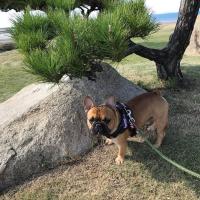 フレンチブルドック