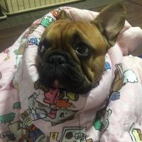 フレンチブルドック