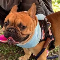 フレンチブルドック