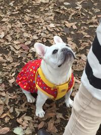 フレンチブルドック