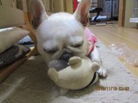 フレンチブルドック