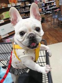 フレンチブルドック