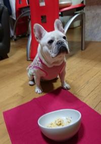 フレンチブルドック