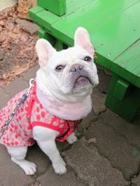 フレンチブルドック