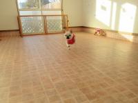 フレンチブルドック