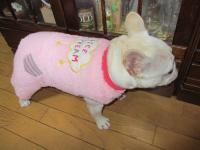 フレンチブルドック