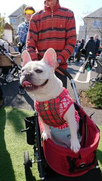 フレンチブルドック